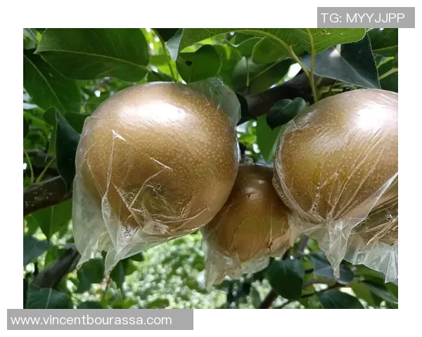 果园里的四季变换:从春花到秋实的自然奇观与农耕智慧 果园里的四季变换:从春花到秋实的自然奇观与农耕智慧